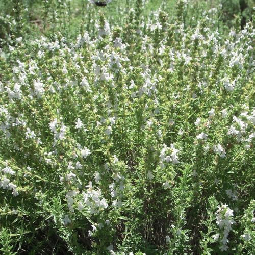 400 Pc Semillas Para Ajedrea - Hierbas Medicinales, Regalos Sostenibles, Semillas De Prados De Flores. Semillas Saladas, Semillas De Hierbas, Plantas Resistentes Para El Jardín. Hierbas