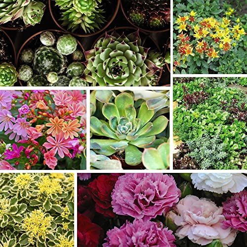 Pack of 12 Mixed Rockery Plants in 9cm Pots - Alpine Perennial Collection