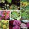 Pack of 12 Mixed Rockery Plants in 9cm Pots - Alpine Perennial Collection