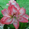 Amaryllis zwiebeln mehrjährig winterhart mix - Amaryllis pflanze mehrjährig winterhart - Amaryllis zwiebel zimmerpflanzen-2zwiebeln-J