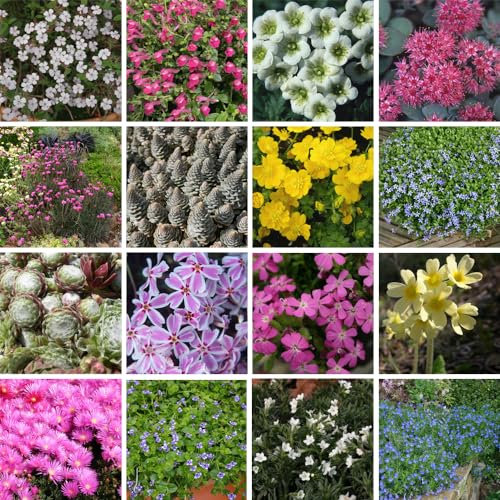 Nurseryman's Choice Alpine Mix Jumbo Plugs: Vibrant, Easy-to-Grow Rockery Flowers for Pots, Containers, and Gardens – Low Maintenance Selection 10 Plugs by Thompson & Morgan (10)