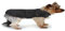 Croci Montreal - Hundemantel, Wintermantel, wasserdichte Jacke, Größe 50 cm, schwarz