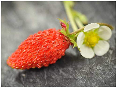PREMIER SEEDS DIRECT - ALPINE STRAWBERRY BARON VON SOLEMACHER 1600 FINEST SEEDS
