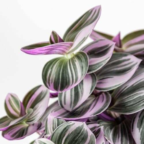Carbeth Plants - Indoor Plants - Build Your Own Houseplant Collection - 7cm to 9cm Pots - Tradescantia Nanouk - Fantasy Venice Plant in 7cm Pot