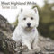 West Highland White Terrier - Westies 2025 - 16-Monatskalender: Original Avonside-Kalender [Mehrsprachig] [Kalender] (Wall-Kalender)