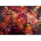 murando - Papier peint panoramique nature 350x256 cm - Revêtement mural décoration pour chambre salon - Design moderne - Marron rouge beige rose - Fleurs colorées plantes nature b-C-0875-a-a