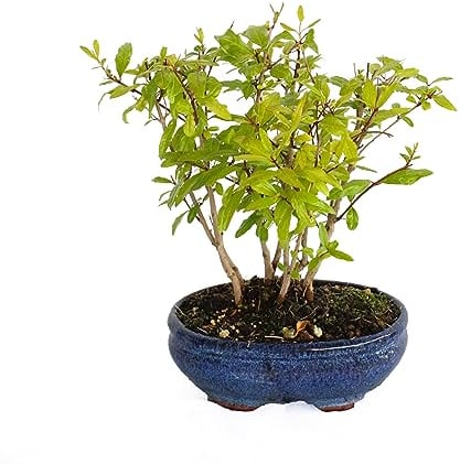 KENTIS - Bonsaï Grenade - Bonsaï Punica Granatum - Vraies Plantes d'Extérieur - Pot en Céramique Artisanal - H 30-35 cm Pot Ø 15 cm