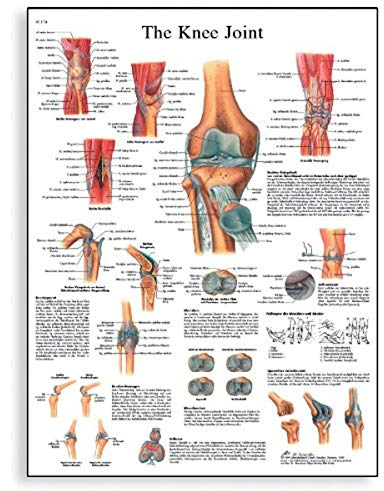 3B Scientific Human Anatomy VR1174UU Poster „Knee Joint“, Papierversion, englische Version