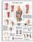 3B Scientific Human Anatomy VR1174UU Poster „Knee Joint“, Papierversion, englische Version