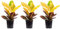 3er-Set Wunderstrauch - Höhe ca. 40 cm, Topf-Ø 13 cm - Codiaeum Petra