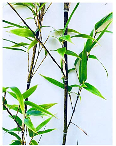 Chocolate Bambus -fargesia gaolinensis- 15 Samen (Winterhart bis -25 Crad/Ohne Sperre)