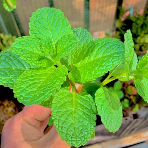 semi di menta marocchina biologica - perenni da giardino balcone resistente 300pcs