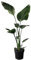 Sterlizia Nicolai 150 cm Topf 25 Paradiesvogel Zimmerpflanze Wintergarten Strelizia großes Blatt Zimmerpflanzen Pflanze