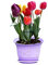 Rot 50 Stück/Beutel: 50/100 Stück bunte Hyazinthen-Blumensamen, Zwiebelsamen, Samen, Hausgarten, Rlwh 01: Samen