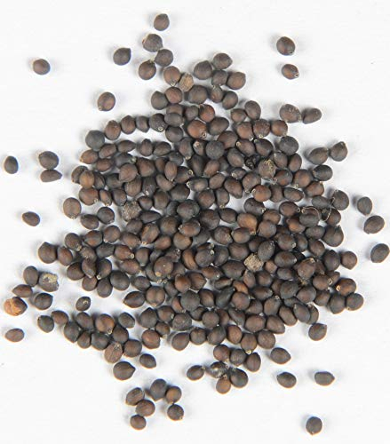 Blauvioletter Hain-Salbei Salvia nemorosa 'Westfriesland' 70 Samen