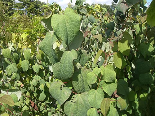 Cercidiphyllum japonicum - Japanischer Kuchenbaum - Judasblattbaum - Katsurabaum - botanische Art Größe 40-60 cm