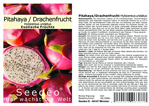 Seedeo® Pitahaya/Drachenfrucht Hylocereus undatus 20 Samen
