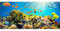 decomonkey Fototapete Unterwasser 550x250 cm Eckfototapete Design Tapete Fototapeten Tapeten Wandtapete moderne Wand Schlafzimmer Wohnzimmer Aquarium Meer Natur Fisch Tiere Korallen Sonne Blau Bunt