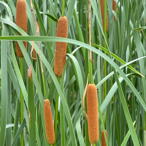 50 pz Semi di tifa, Typha Orientalis, Arbusti a crescita rapida come schermi per la privacy Semi di erba ornamentale Typha, arbusti sempreverdi resistenti, pianta ricadente Graminacee