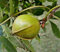 PLAT FIRM Keim Seeds: 10NUT Hickory - Carya cordiformis
