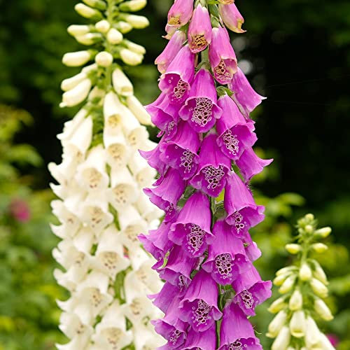 Foxglove Plants Garden Ready Digitalis purpurea 'Excelsior Hybrids' Mixed Colour Blooms Hardy Biennial Easy to Grow Your Own Garden Flowers 30x Garden Ready Plants by Thompson & Morgan