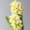 hyazinthen zwiebeln winterhart mehrjährig deko blumen, topfpflanzen echt hyazinthen blumenzwiebeln frühlingsblüher zwiebeln, seltene pflanze blumen geschenk, deko wohnzimmer geschenke 3pcs