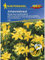 Johanniskraut Hypericum perforatum