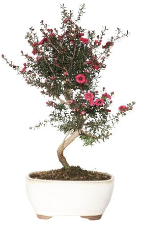 KENTIS - Bonsai Leptospermum Scoparium - Manuka - Echte dekorative Freilandbonsai - Echte Blütenpflanzen - H 35-45 cm Topf Ø 16 cm