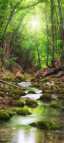 wandmotiv24 Türtapete River in The Forest TT347 90x200cm Tapete Bach Bäume Grün