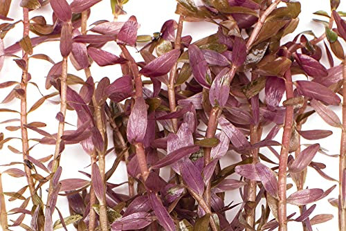 Rotala, felce rosa (Indica Rotundifolia), pianta per acquario tropicale viva, confezione da 5