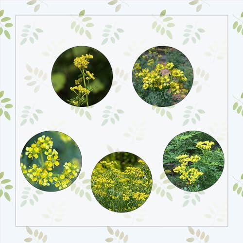 150 pcs weinraute pflanze kaufen samen, kräutergarten balkon, bonsai samen winterharte blumen, kräuter küche kübelpflanzen, pflanzen winterhart kräuterpflanzen, gartenpflanzen gartenpflanzen