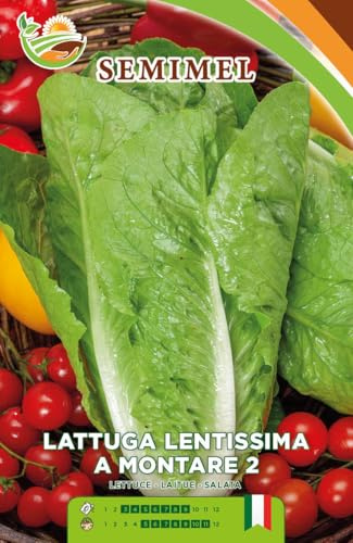 Lattuga Romana Lentissima a Montare - Semi di Lattuga Romana Compatta, Cespo Eretto e Biondo Lucente, Facile Coltivazione 1 confezione