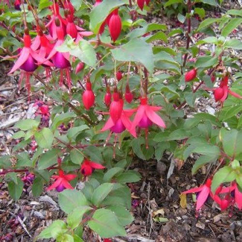 Fuchsia Mrs Popple - Outdoor Plants Garden Ready - Gorgeous Flowering Upright Garden Shrub - Hardy Plant for Pots, Containers, Flower Beds and Borders (9cm Pot, 10-20cm)