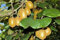 Portal Cool Chinensis o Golden Kiwi 10 Semi