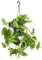 Dehner Baumfreund Brasil, Philodendron scandens, Ampelpflanze mit panaschierten Blättern, 40-50 cm inkl. Pflanztopf, Ø 15 cm, Zimmerpflanze
