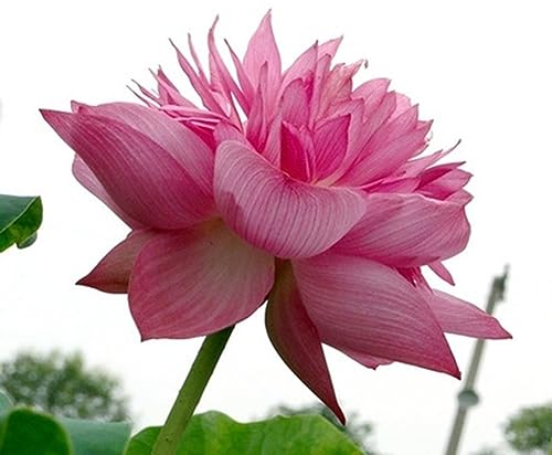 PERZOE 20 Stück Mix Lotussamen, Seerosen-Bonsai-Balkon-Garten-Hydrokultur-Blumenpflanze Lotus-Samen