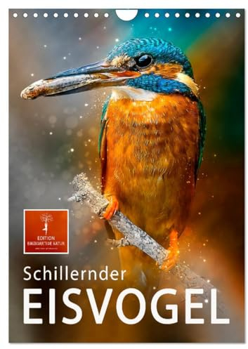 Schillernder Eisvogel (Wandkalender 2025 DIN A4 hoch), CALVENDO Monatskalender