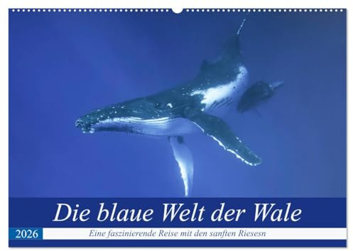 Die blaue Welt der Wale (Wandkalender 2026 DIN A2 quer), CALVENDO Monatskalender: Eine fantastische Reise in die Tiefen des Pazifiks mit den gigantischen Buckelwalen (CALVENDO Tiere)