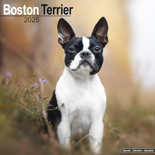 Boston Terrier 2025 – 16-Monatskalender: Original Avonside-Kalender [Mehrsprachig] [Kalender] (Wall-Kalender)