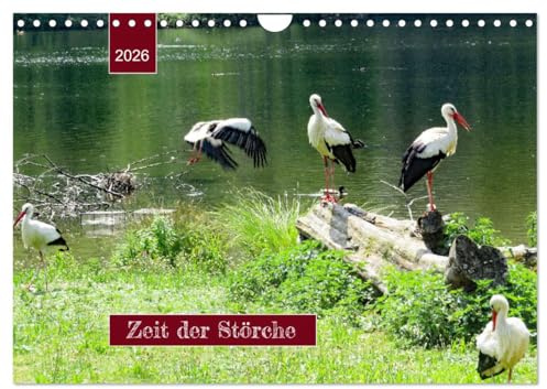 Zeit der Störche (Wandkalender 2026 DIN A4 quer), CALVENDO Monatskalender: Aus dem Leben der Weißstörche ... (CALVENDO Tiere)