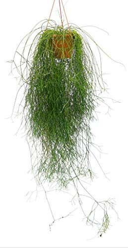 RHIPSALIS CASSUTHA XXL, ESEKPLARE, pianta vera