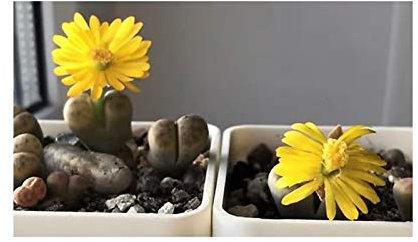 Stk - 10x Lithops dinteri Sukkulenten Garten Zimmer Pflanzen - Samen B1720 - Seeds & Plants Shop by Ipsa