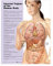 Internal Organs of the Human Body Anatomical Chart