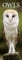 Owls – Eulen 2025: Original Avonside-Kalender – Slimline [Mehrsprachig] [Kalender] (Slimline-Kalender)