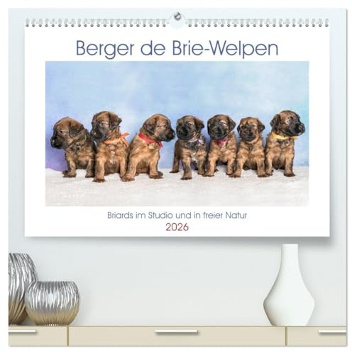 Berger de Brie - Welpen (hochwertiger Premium Wandkalender 2026 DIN A2 quer), Kunstdruck in Hochglanz: Zauberhafte Briardwelpen entdecken spielerisch die Welt. (CALVENDO Tiere)