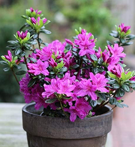 Japanische Azalee Lady Dark® 15-20cm - Rhododendron obtusum - Zwerg Alpenrose - lebende Gartenpflanze aus den Baumschulen