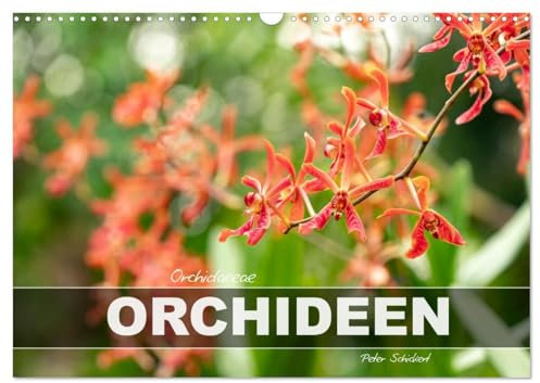 Orchidaceae - Orchideen (Wandkalender 2026 DIN A3 quer), CALVENDO Monatskalender: 12 Monate mit der wunderbar farbenfrohen Welt der Orchideen (CALVENDO Natur)
