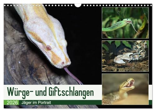 Würge- und Giftschlangen (Wandkalender 2026 DIN A3 quer), CALVENDO Monatskalender: Schlangen: benachteiligt, aber genial (CALVENDO Tiere)