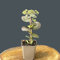 Sedum telephium 'Matrona' / Hohes-Fettblatt 'Matrona'