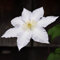 Weiß Clematis Winterhart MehrjäHrig 3 Blumenzwiebeln FrüHblüHer Gartenpflanzen Winterhart MehrjäHrig FrüHlingsblumen Clematis Blumen Zwiebeln Balkonpflanzen